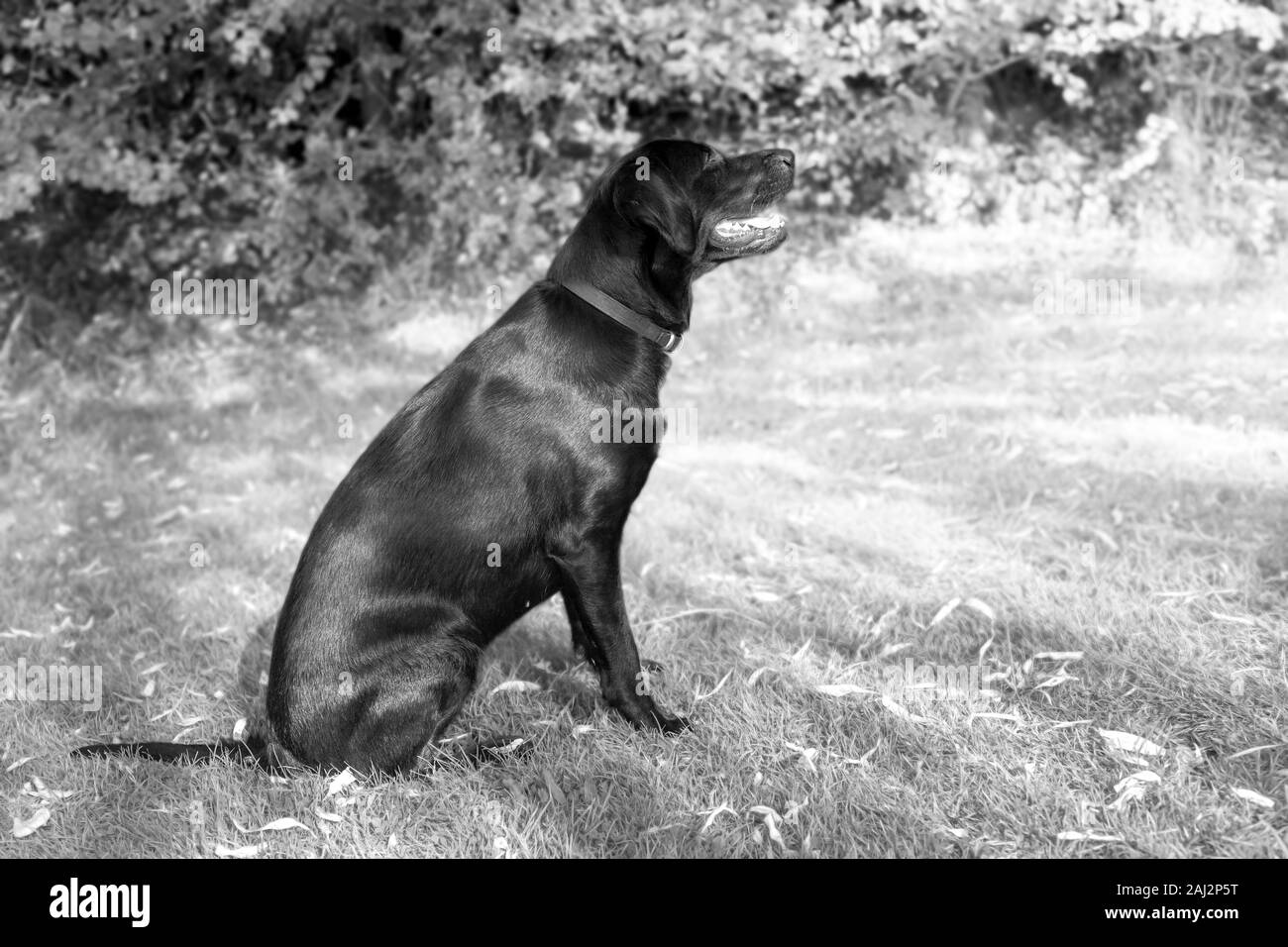 Against a blurred soft-focussed background, a young Labrador sits ready during outdoor training, eyes bright and fixed, apprehending the next command. Stock Photo