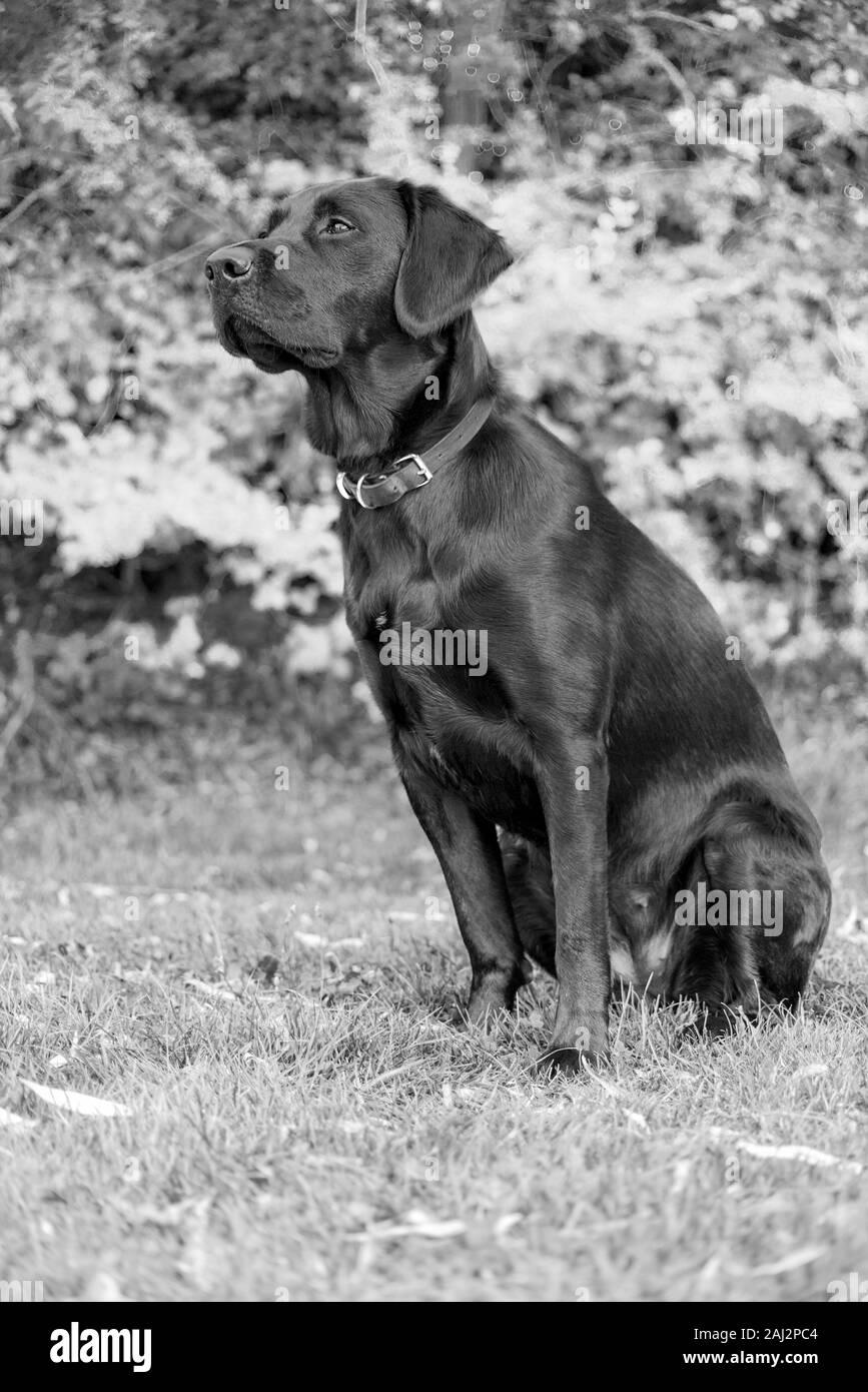 Against a blurred soft-focussed background an alert Labrador sits ready during outdoor training, eyes brightly focussed anticipating the next command. Stock Photo