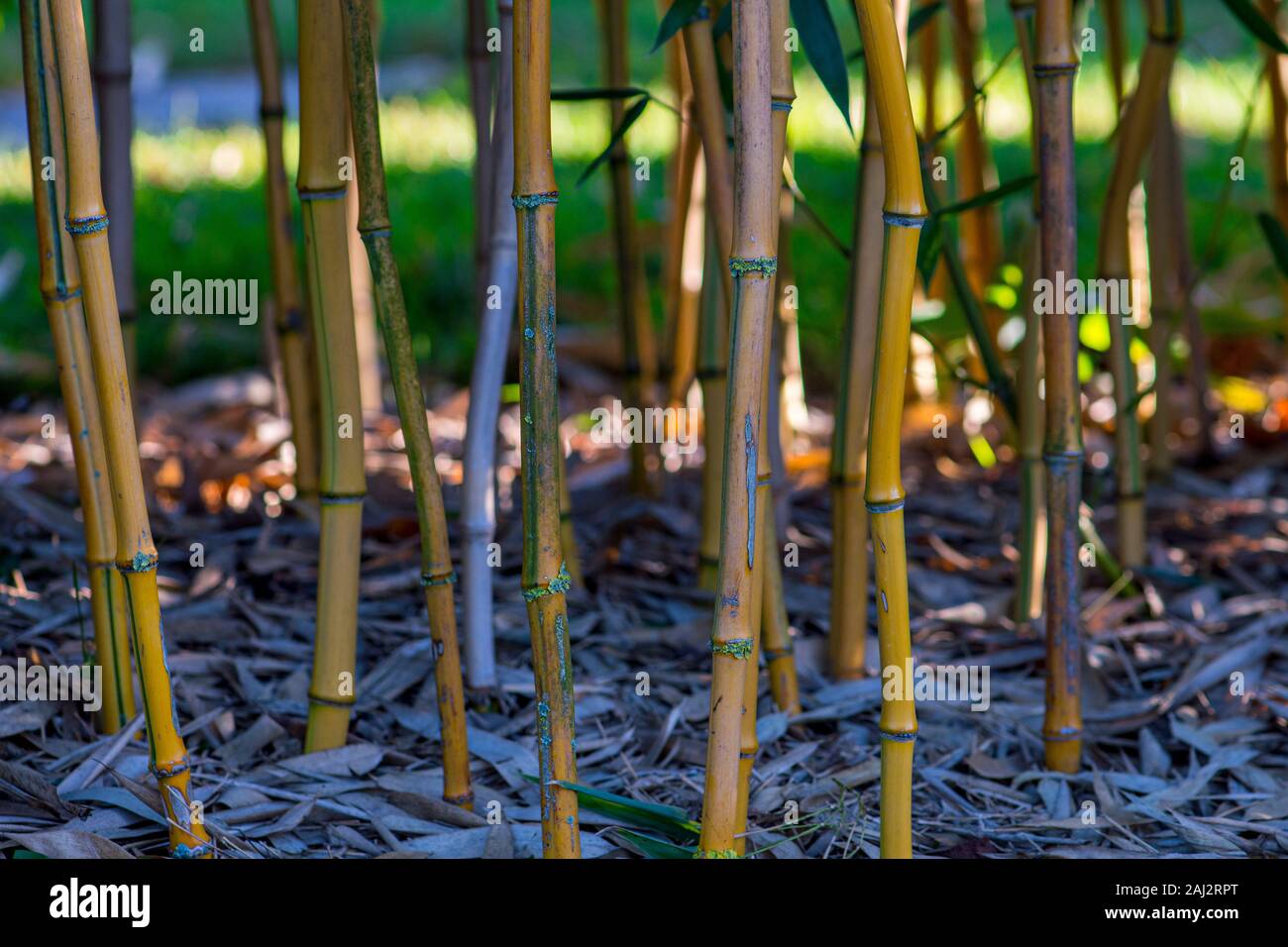 Bamboo in a garden from below Stock Photo