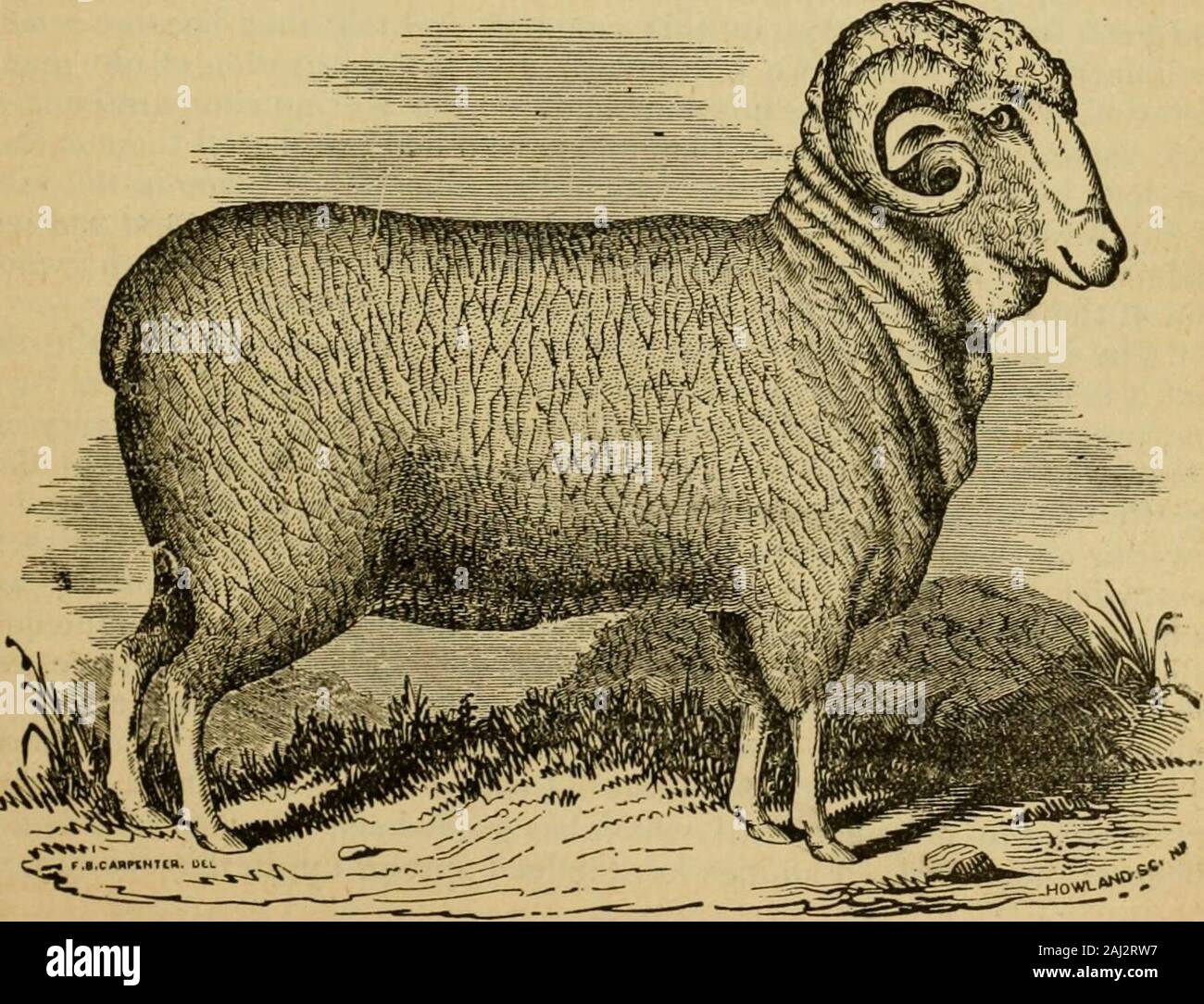 Sheep husbandry; with an account of different breeds, and general directions in regard to summer and winter management, breeding and the treatment of diseases . possibility of carding by the Tory weed ( Ci/noglossumofficinale) and Burdock (Arctium lappa) so common on new lands. The old common stock of sheep, as a distinct family, have nearly disap-])eared, having been universally crossed, to a greater or less extent, withthe foreign breeds of later introduction. The hrst and second cross withthe Merino, resulted in a decided improvement, and produced a varietyexceedingly valuable for the farme Stock Photo