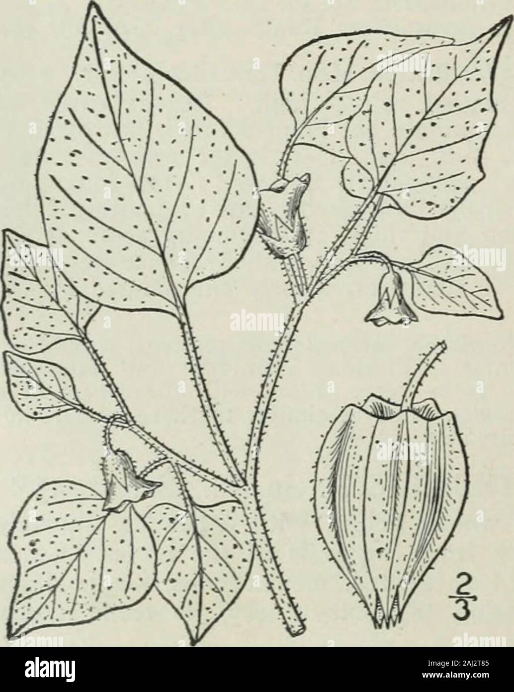 An illustrated flora of the northern United States, Canada and the British possessions : from Newfoundland to the parallel of the southern boundary of Virginia and from the Atlantic Ocean westward to the 102nd meridian . cence dense, cinereous, beautifully stellate. 17. P.viscosa. I. Physalis pubescens L. Low HairyGround-Cherry. Fig. 3696. Physalis pubescens L. Sp. PI. 183. 1753. Annual; stem generally diffuse or spreading,much branched, angled, often a little swollen atthe nodes, villous-pubescent or sometimes nearlyglabrous; leaves thin. 1-23 long, ovate, acuteor acuminate, at the base obhqu Stock Photo