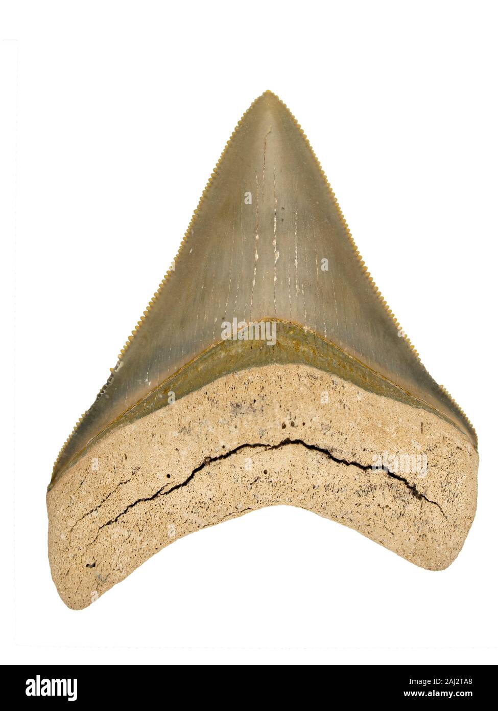 Well preserved fossil megalodon shark tooth, Carcharocles megalodon, lingual surface (inner side), isolated with scale. This huge extinct shark specie Stock Photo