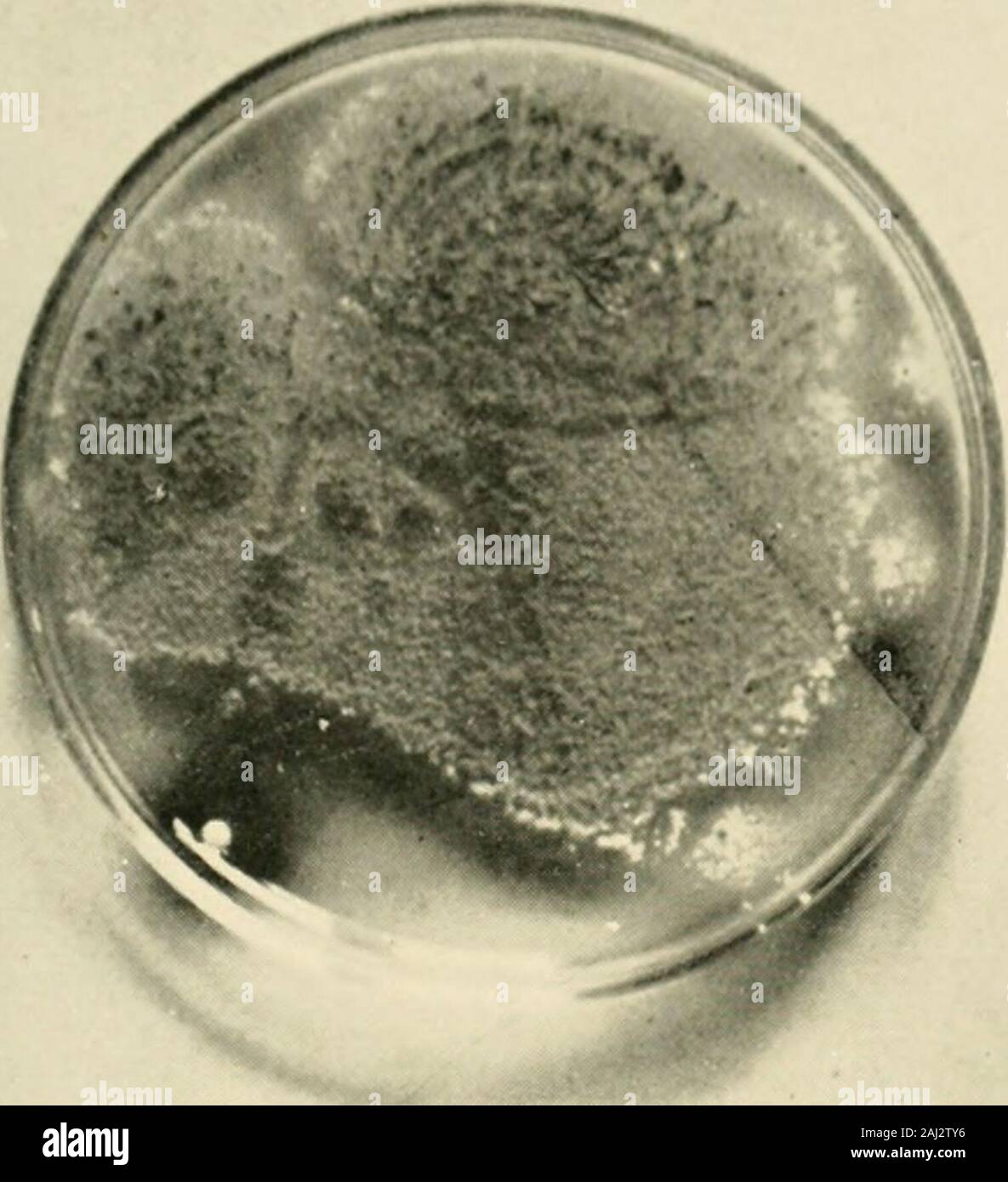 The Biochemical journal, 1907 . Stock Photo