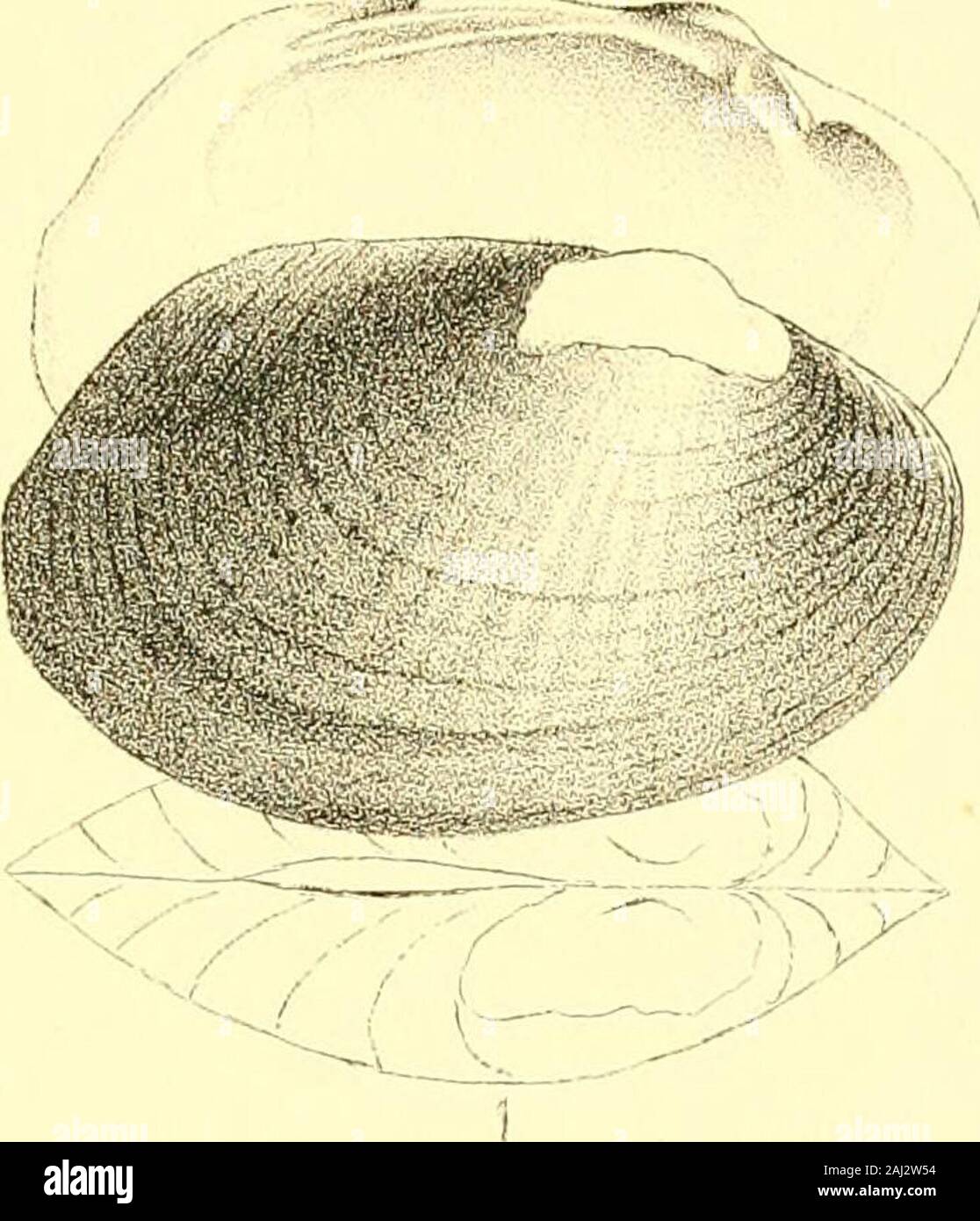 Monography of the family Unionidæ : or, Naiades of Lamarck (fresh water bivalve shells) of North America ... . esented in the figure. A spi-nous Unio, no doubt the same species, is said tooccur abundantly near Columbia in South Carolina.This is a smaller species, less pointed posteriorly,and otherwise distinct from the U. spinosus of Lea. UNIO TRABALIS. Plate LX.—Fig. 2. DESCRIPTION. Shell oblong-ovate, ventricose, thick anteriorly;anterior side short, margin obtusely rounded; poste-rior side cuneiform, produced, obtusely rounded atthe extremity, which is narrow; hinge margin decli-ning; poste Stock Photo