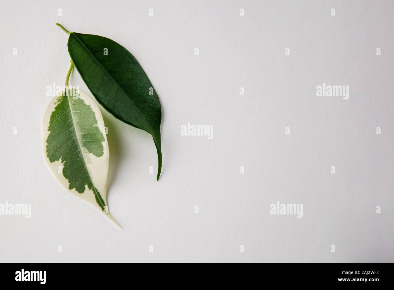 Two green leaves on white background. One leaf has white spots. Vitiligo skin problem symbol. Stock Photo