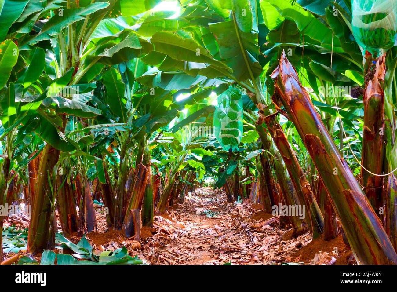 Banana plantation Rows of banana trees in the garden Stock Photo Alamy