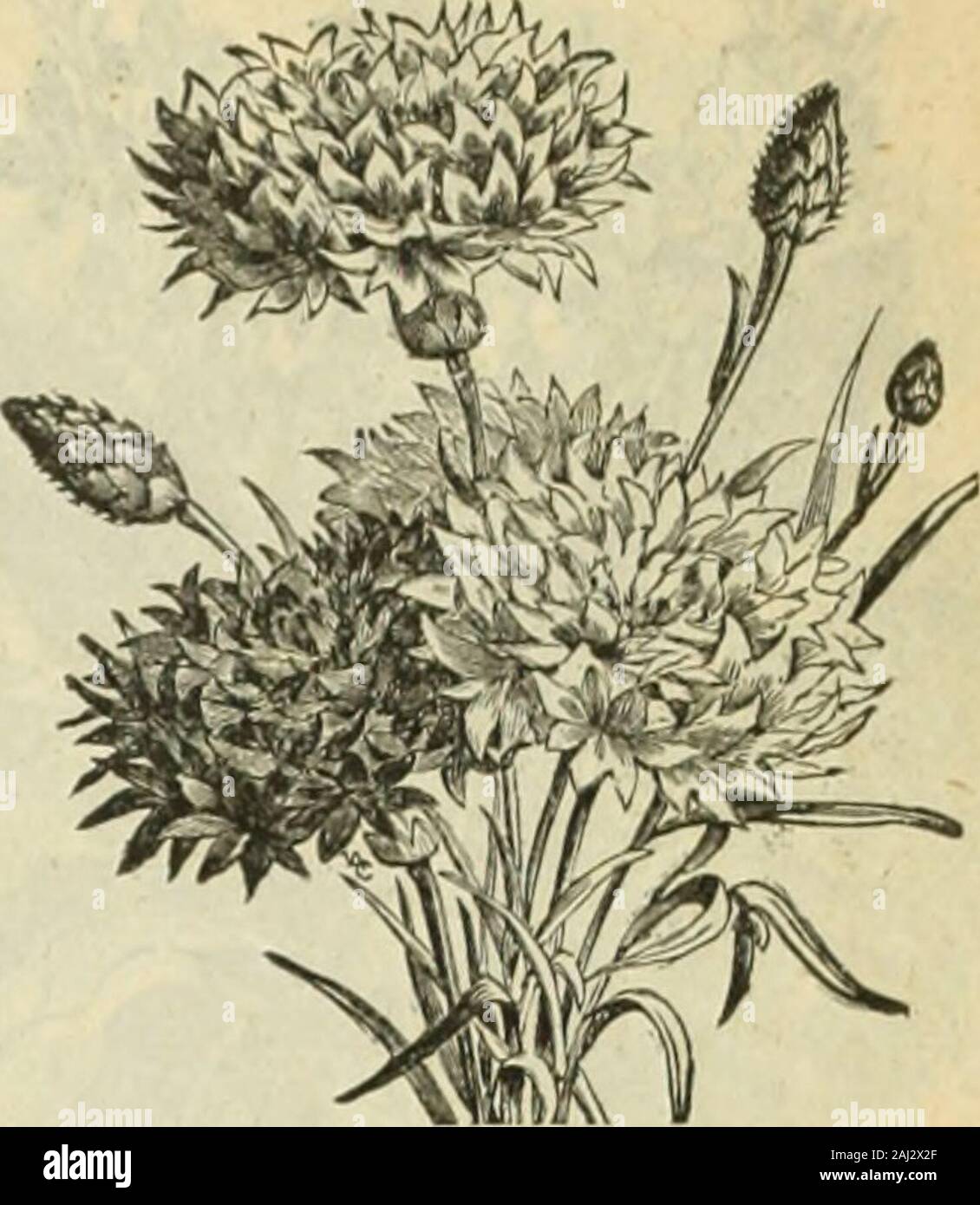 Seed annual . CENTAUREA CYANUS. or BACHELORS BUTTON. (Corn Flower, Blue Bottle, Ragged5ailor, etc.)—Vit.v old favorite hardyauiniftl; llowers freely in almost anysituation; for vwX. flowers they arelarselv used both in Kurope and thiscountry, a little l&gt;unch of the blue CoruFlower being a favorite boutouniere. Cyanus—Pior White; very fine -5 Cyanus— Bhifl, or Empmrr Flomr. Fine Kieh bine 5 Bachelors Button—A ehoiee mixture... 5New Centaurea, Marguerite—A beauti-lul new annual. It is the handsomestCi-ntaurea known and shonlii be [ilant-ed in every garden. The plants growabout lifteen inclu-s Stock Photo