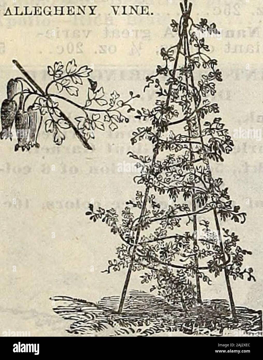 Farm and garden annual : spring 1907 . ABOBRA. Viridiliora—A rapid growing,beautiful climbing Gourd, pro-ducing freely dazzling scarletfruits, which form a strikingcontrast against the darkglossy green of the foliage. H.H. P ADONIS VERNALIS. ADONIS. This showy plant is of unusual merit on account of its adapt-ing itself to any circumstances under which it may be placed.If partially shaded, it remains a long time in bloom. Pkt. Aestivalis (Flos Adonis)—Scarlet. H. A. 1 ft 5 Vernalis—^A hardy variety with large yellow flowers. (Seecut). H. P. 9 inches 10 AGERATUM. ALLEGHENY. The Ageratum is much Stock Photo