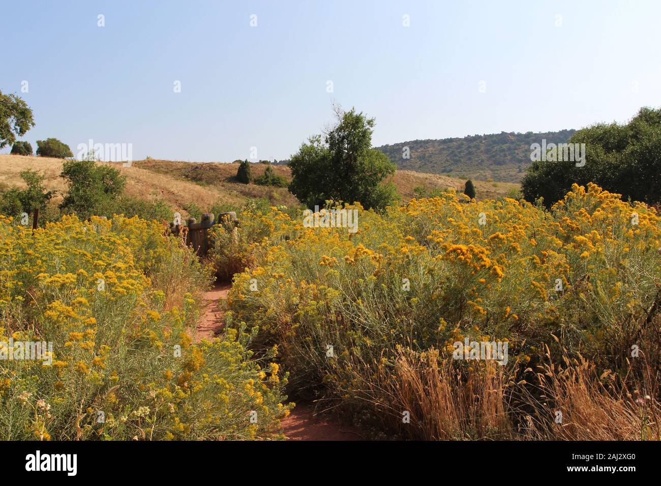 Dense clusters of Mountain Rabbitbrush flowers growing alongside Trading Post Trail, a red dirt path, in Red Rocks State Park, Colorado, USA Stock Photo