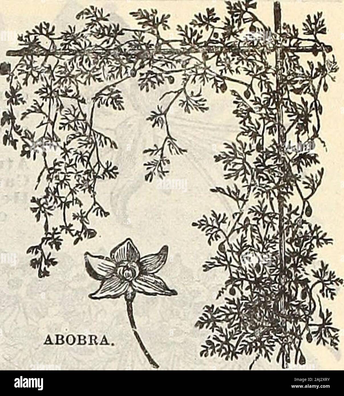 Farm and garden annual : spring 1907 . ABOBRA. Viridiliora—A rapid growing,beautiful climbing Gourd, pro-ducing freely dazzling scarletfruits, which form a strikingcontrast against the darkglossy green of the foliage. H.H. P ADONIS VERNALIS. ADONIS. This showy plant is of unusual merit on account of its adapt-ing itself to any circumstances under which it may be placed.If partially shaded, it remains a long time in bloom. Pkt. Aestivalis (Flos Adonis)—Scarlet. H. A. 1 ft 5 Vernalis—^A hardy variety with large yellow flowers. (Seecut). H. P. 9 inches 10 AGERATUM. ALLEGHENY Stock Photo