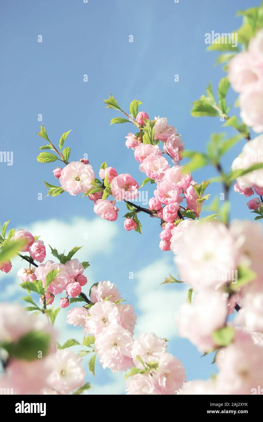 Branch of blooming Chinese almond tree in blue sky Stock Photo