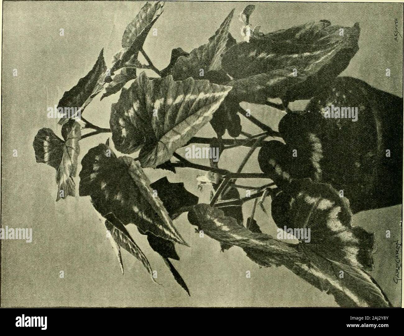 Edwardus iii hi-res stock photography and images - Alamy