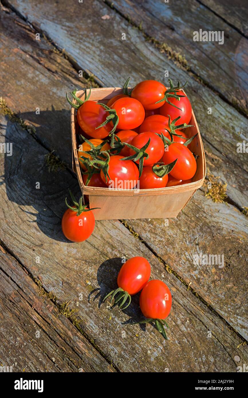 A fresh harvest of home grown miniature tomatoes Stock Photo Alamy
