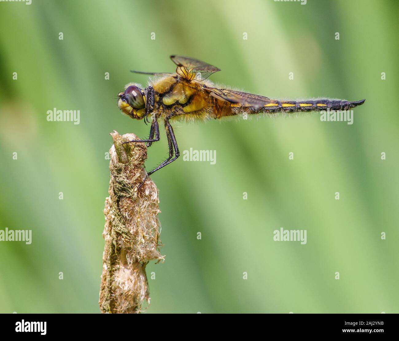Four spotted skimmer resting in front of green background. Very detailed close up shot featuring the delicate hairs and compound eyes. Stock Photo