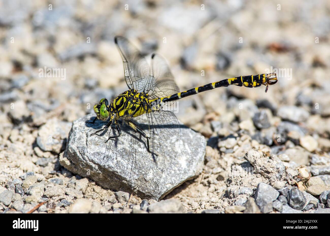 Green eyed hook tailed dragonfly is an ancient insect. The male dragonfly features hook-shaped appendages. Rare. Green compound eyes, yellow body. Stock Photo