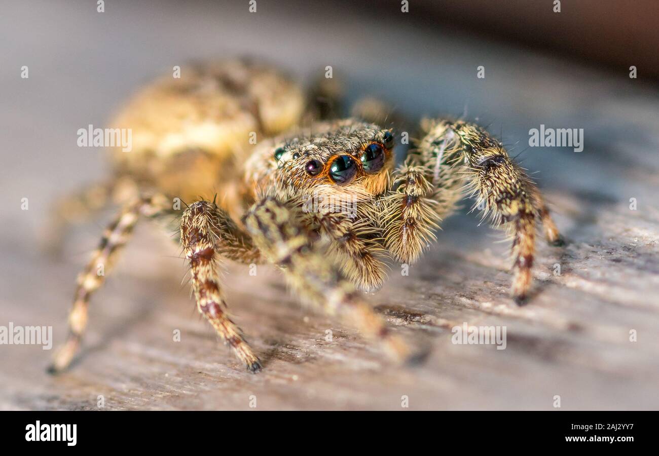 Little curious jumping spider on wodden table ready to jump off Stock