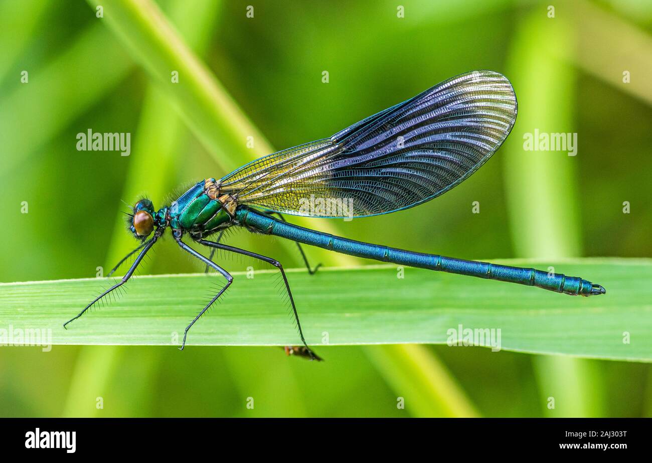 Single demoiselle damselfly on leaf. Detailed and colourful image in ...