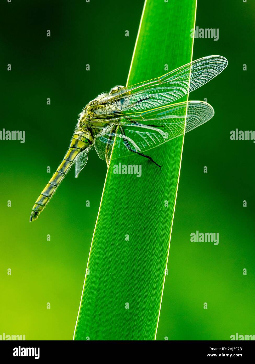 Newly emerged female black tailed skimmer waiting on a green leaf of iris for the sun to dry up the wings and body. Yellow body on green background. Stock Photo