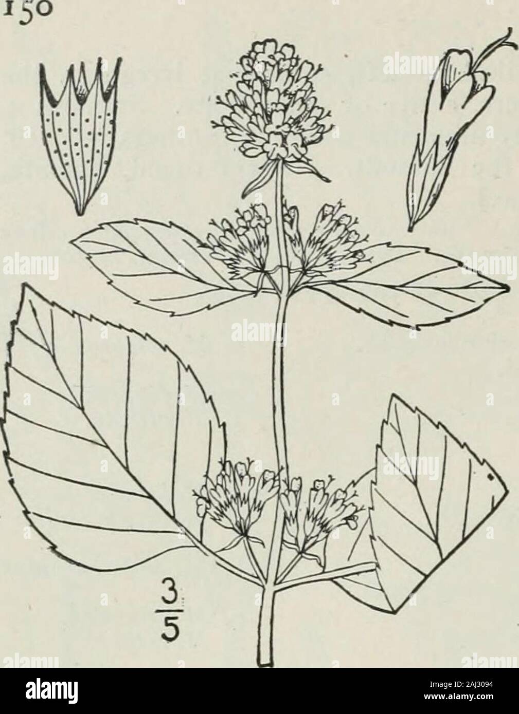 An illustrated flora of the northern United States, Canada and the British possessions : from Newfoundland to the parallel of the southern boundary of Virginia and from the Atlantic Ocean westward to the 102nd meridian . LABIATAE. Vol. III. 3. Mentha citrata Ehrh. Bergamot Mint.Fig. 3682. Mentha citrata Ehrh. Beitr. 7: 150. 1792. Perennial by leafy stolons, glabrous throughout;stem weak, branched, decumbent or ascending, i°-2°long. Leaves petioled, thin, ovate or ovate-orbicular,obtuse or the upper acute at the apex, rounded orsubcordate at the base, sharply serrate with lowteeth, the larger a Stock Photo