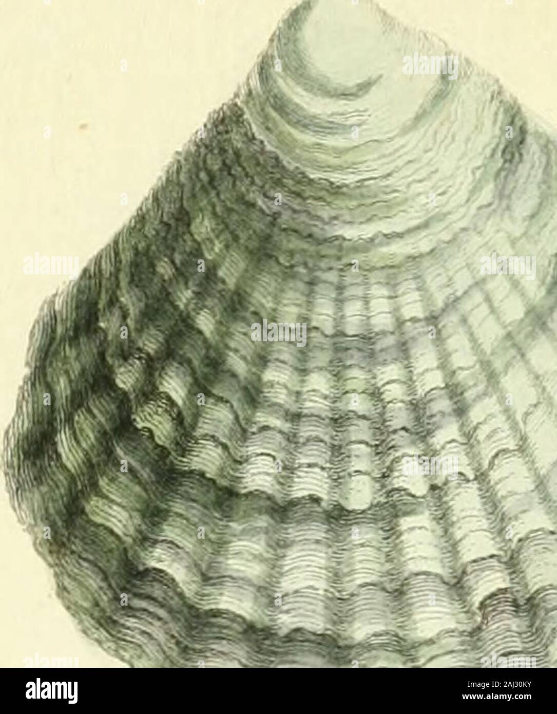 Historia naturalis testaceorum Britanniæ, or, The British conchology .. . Stock Photo