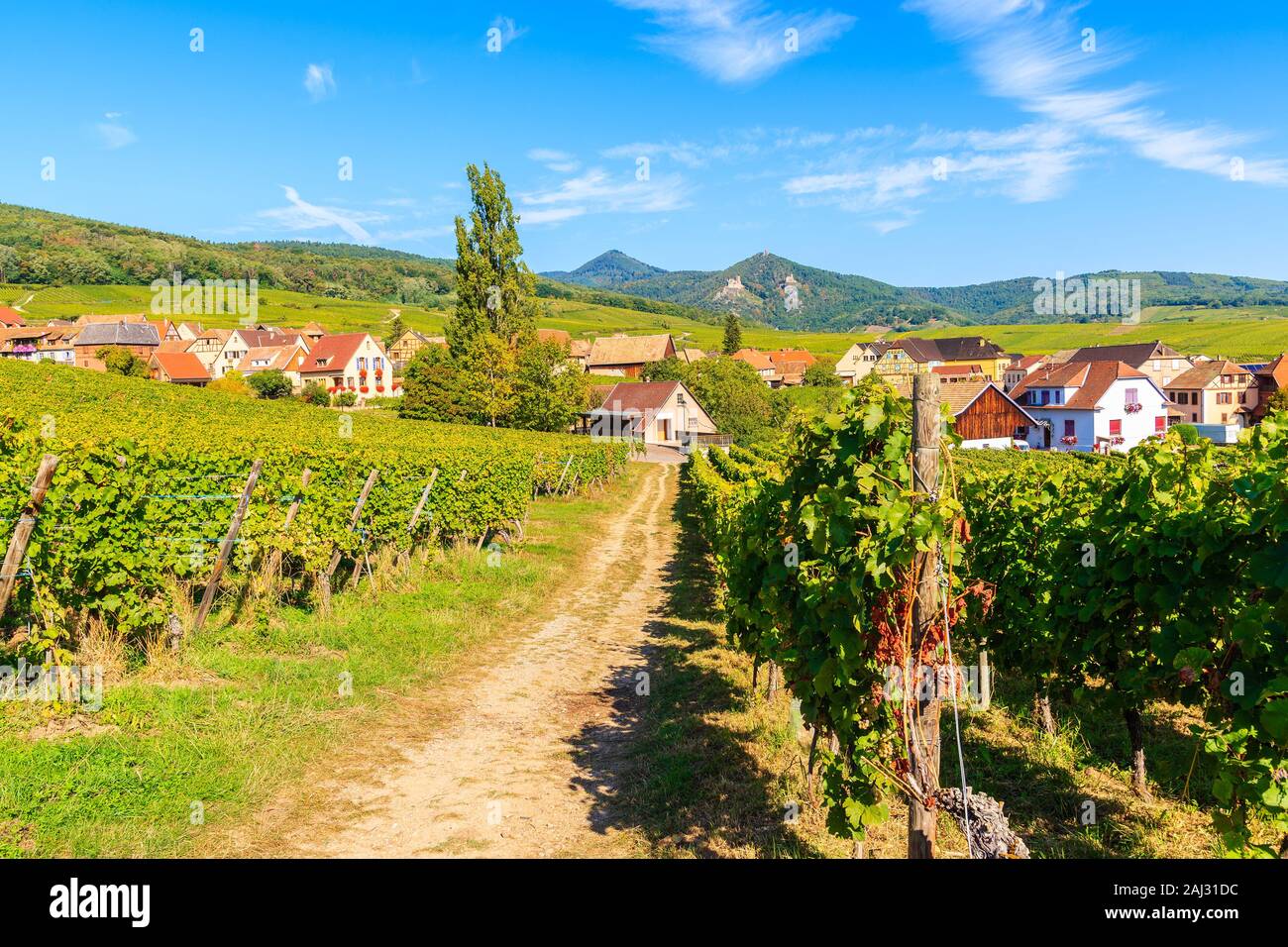 Rural road in vineyards to famous Hunawihr village, Alsace Wine Route, France Stock Photo