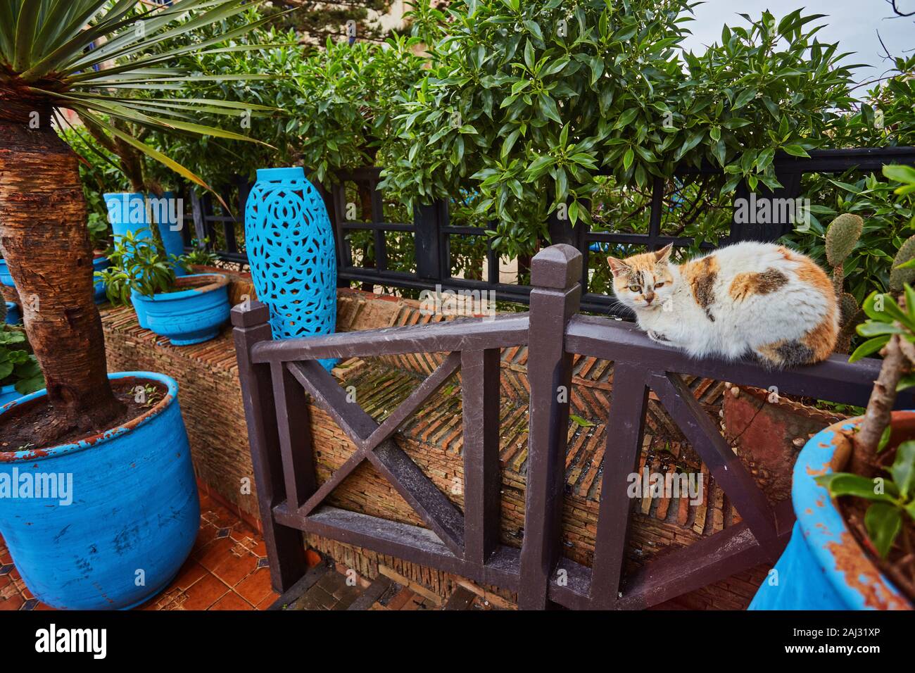 The red cat sits on a fence and look in the camera Stock Photo - Alamy