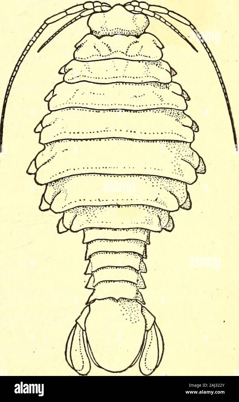 Marine isopods collected in the Philippines by the U.S fisheries ...