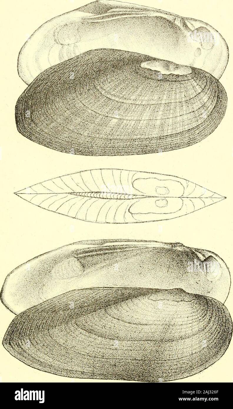 Monography of the family Unionidæ : or, Naiades of Lamarck (fresh water bivalve shells) of North America ... . e upper part of theumbonial slope. The sinus of the cartilage is muchshorter than in the variety of the allied species whichit most nearly resembles, (U. cariniferns, Lam.) theposterior margin more oblique, and the umbo is muchwider; it has also more robust and much less promi-nent cardinal teeth; a much smoother and lesswrinkled epidermis, and the interior is never darkpurple. UNIO ANGUSTATUS. Plate LIV.—Fig. 2.DESCRIPTION. Shell elliptical, elongated, ventricose; disks slightlycontr Stock Photo