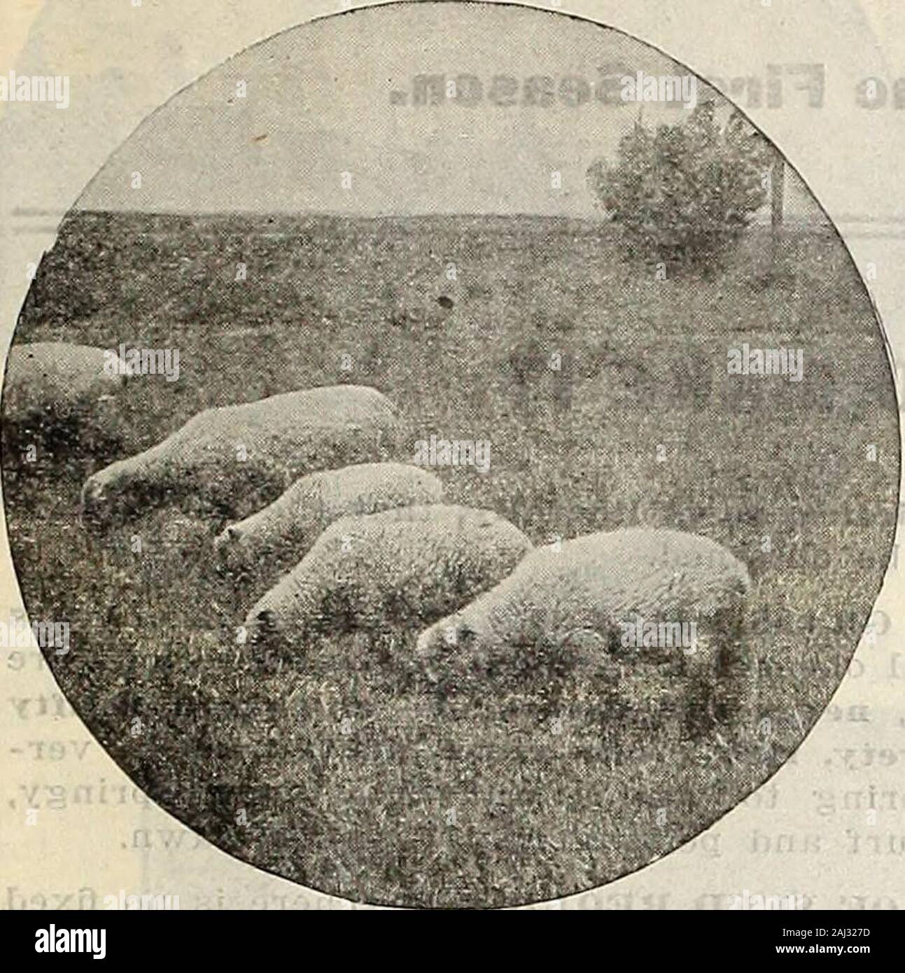 Farm and garden annual : spring 1907 . uriant pasturage from July to the endof October. Tall Oat Grass, Sheeps Fescue, Meado-w Fescue, Timothy, English Rye Grass, Red Clover,Italian Rve Grass, Alsike Clover,Orchard Grass, White Clover, Sow 20 lbs. per acre.Cost per acre. .$2.25 .50 lb. lots 5.25 100 lb. lots 10.00 No. 4. Hog Pasture Grass and Clover Mixture. This mixture is composed of varieties that will give thequickest and best results. A sowing made in the early springwill furnish a grand and luxuriant pasture by July of the sameyear. No hog raiser should be without an acre or two of this. Stock Photo