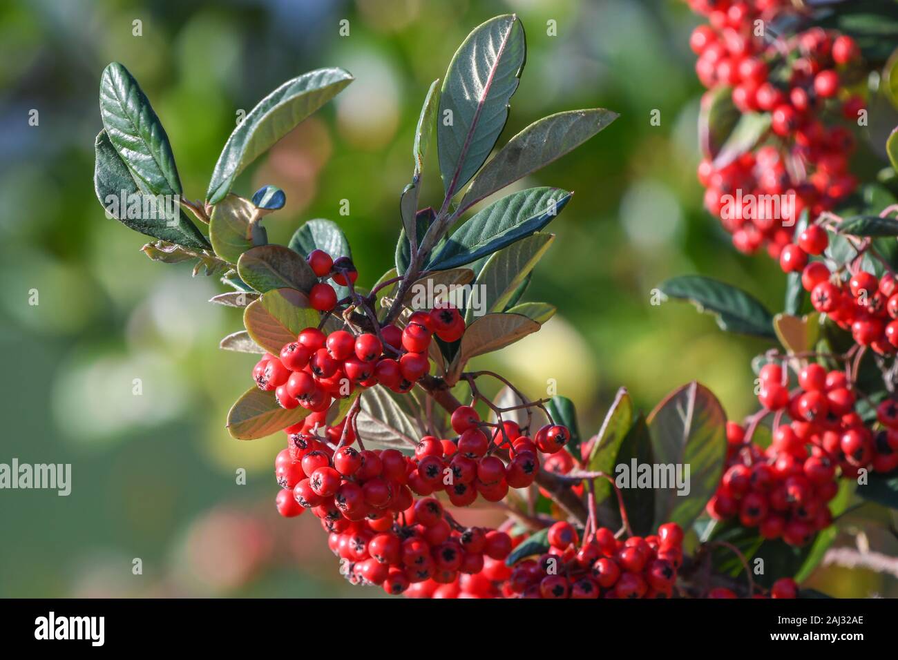 Close-up of milk flower cotoneaster with its red berries in winter Stock Photo