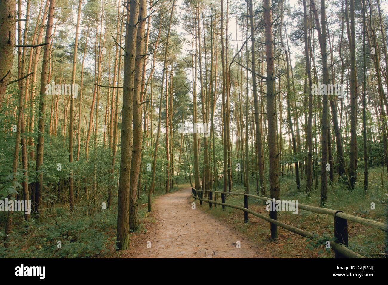 Pathway in green forest hi-res stock photography and images - Alamy