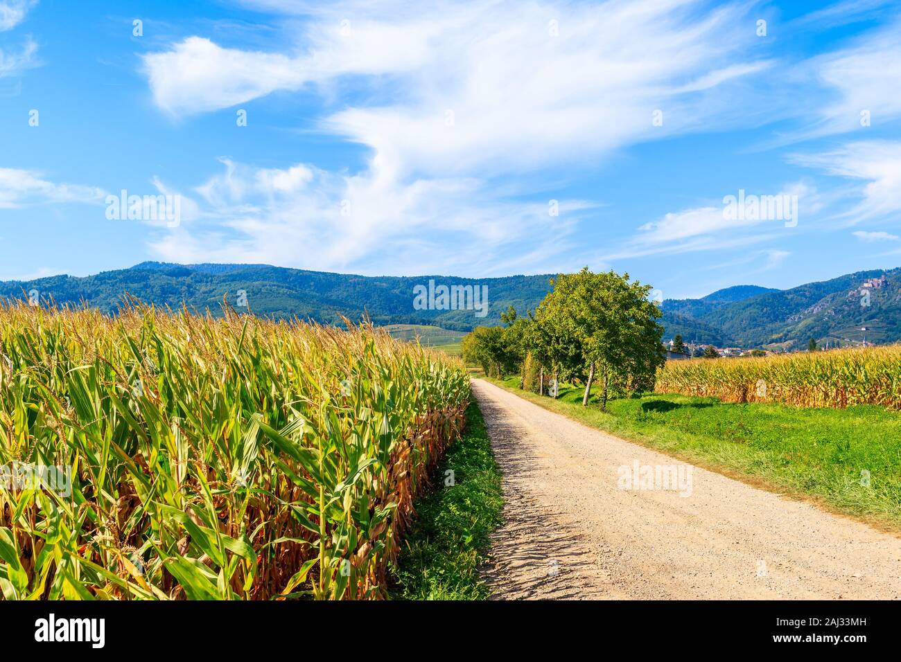 Rural road along corn fields to famous Hunawihr village, Alsace Wine Route, France Stock Photo
