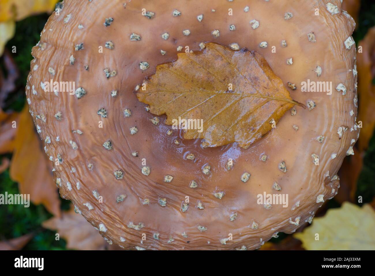 top view of an brown agaric fly mushroom with a leaf on top Stock Photo