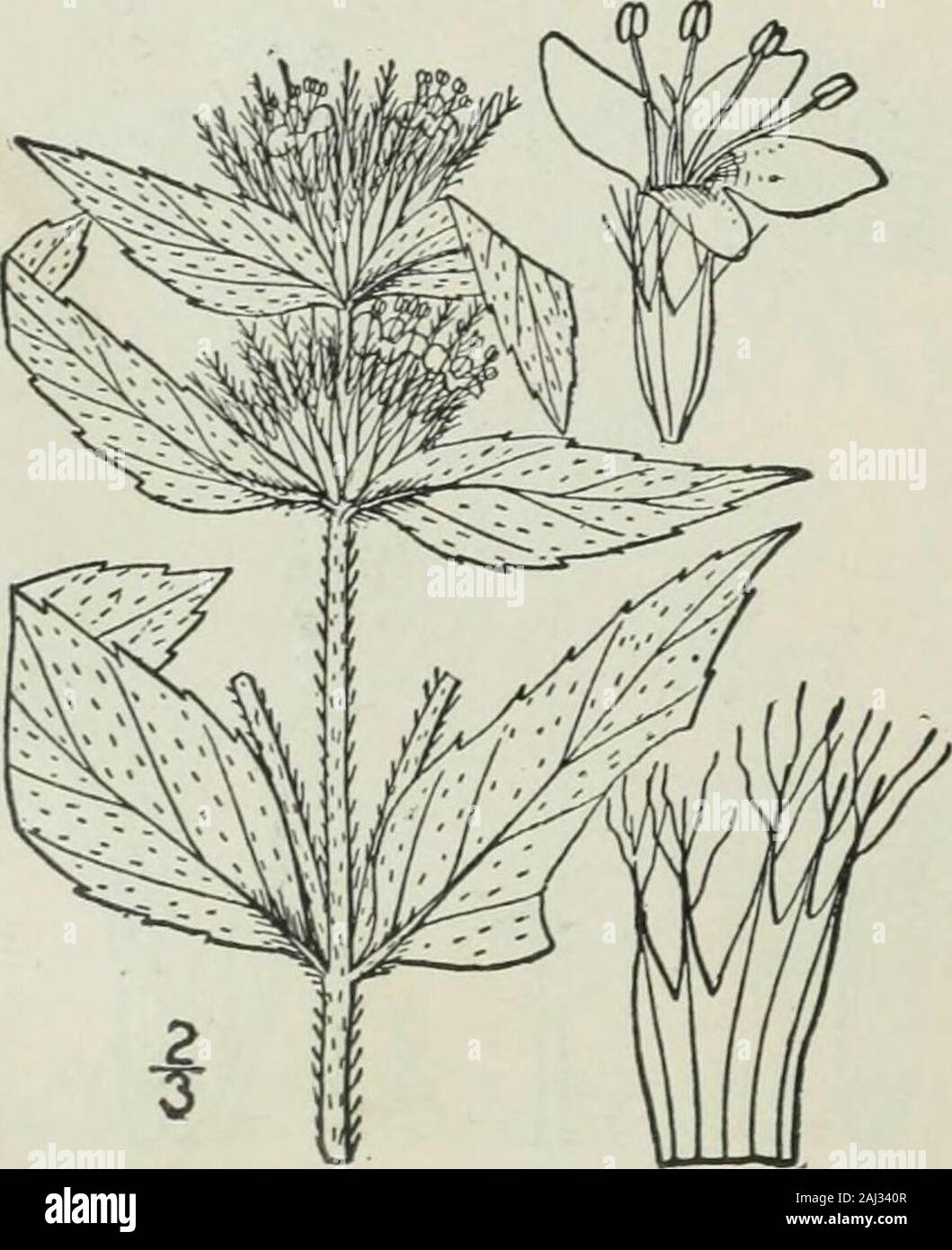 An illustrated flora of the northern United States, Canada and the British possessions : from Newfoundland to the parallel of the southern boundary of Virginia and from the Atlantic Ocean westward to the 102nd meridian . 9. Koellia pycnanthemoides (Leavenw.) Kuntze. Fig. 3668. Southern Mountain-Mint.. Tullia pycnanthemoides Leavenw. Am. Journ. Sci. 20: 343. pi. 5. 1830.P. Tullia Benth. Lab. Gen. & Sp. 328. 1834.K. pycnanthemoides Kuntze, Rev. Gen. Pi. 520. 1891.P. pycnanthemoides Fernald, Rhodora 10: 86. 1908. Stem rather stout, pubescent nearly to the base,2°-3° high. Leaves membranous, petio Stock Photo