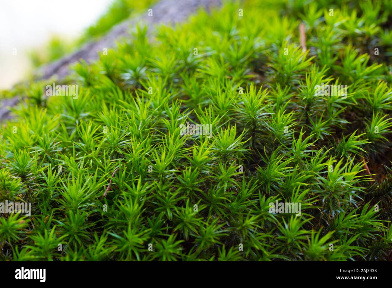 forest floor covered with polytrichum formosum Stock Photo