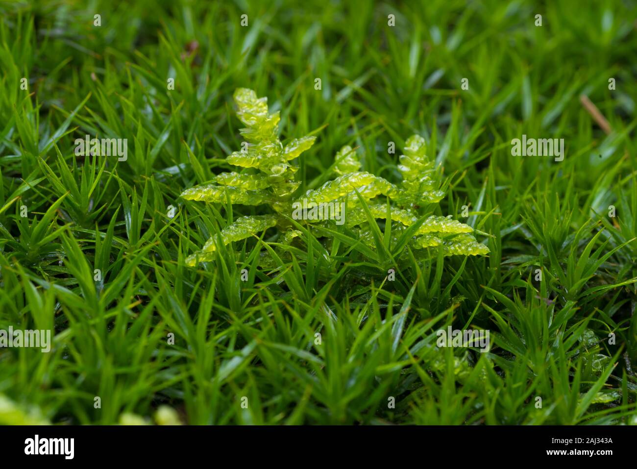 sphagnum moss between a concentration of Polytrichum formosum Stock Photo