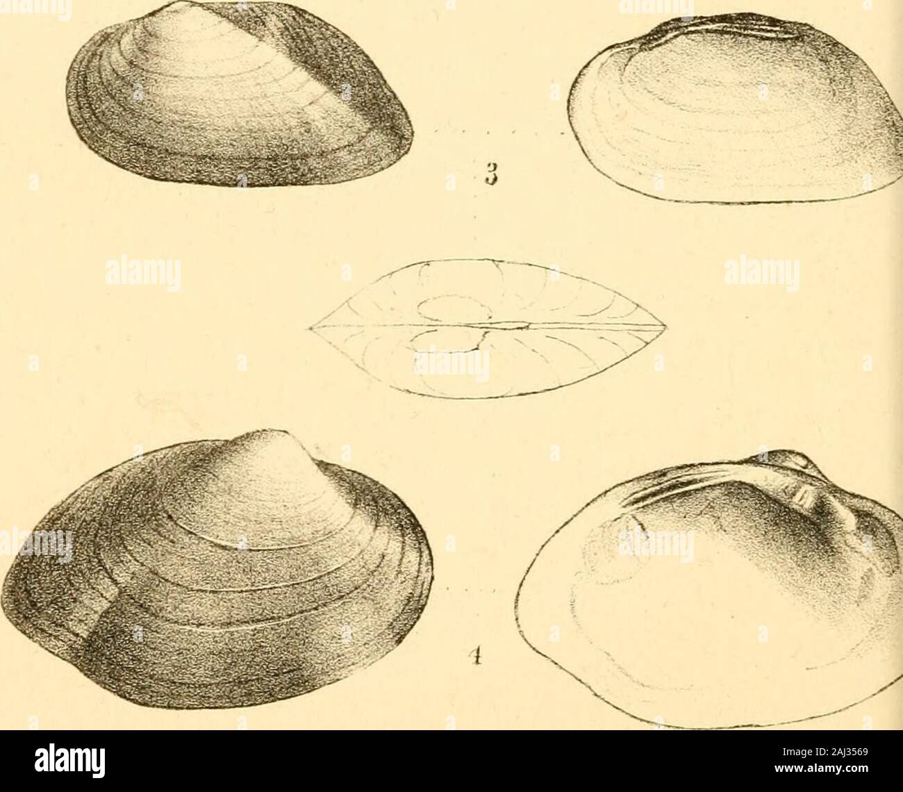 Monography of the family Unionidæ : or, Naiades of Lamarck (fresh water bivalve shells) of North America ... . / 1 l . -. / hrterodon L-: 3 1 constrictus, Conr/fd 91UNIO LIENOSUS. VARIETY CONSTRICTUS.Plate XLIX.—Fig. 4. DESCRIPTION. Shell elliptical, ventricose; beaks rather prominent,undulated, distant from the anterior margin; posteriorside furrowed, contracted at base; posterior anglemuch above the line of the base; epidermis obscurelyrayed; within white; cardinal teeth robust. Cab. A. N. S., No. 20423. OBSERVATIONS. Inhabits North river, Rockbridge county, Virginia.Several specimens of t Stock Photo