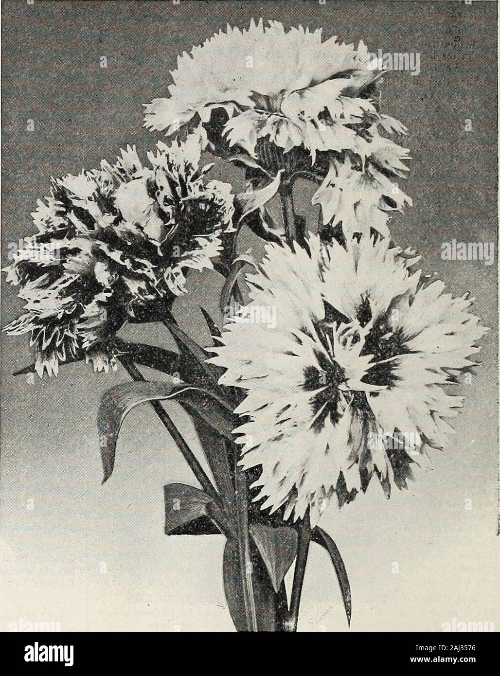 Vick's garden and floral guide . ith the earliness of the Marguerite 25 Grenadin. Double scarlet. Dwarf and compact. Very early ? ? . . 15 Extra Choice German Seed. Mixed varieties 20 Choicest, Picotee, with white ground 50 Choicest, Picotee, with yellow ground 50 Extra Italian Seed, saved from prize flowers only . . 50 PERPETUAL-FLOWERING CARNATIONS.Marguerite, Early-Flowering. This class excels in allrespects. It is the most profuse bloomer of any of the Pinks. Ex-quisite in color, showing beautiful shades in white, red, pink, variegated,etc. Large size, perfect form, dwarf habit, compact an Stock Photo