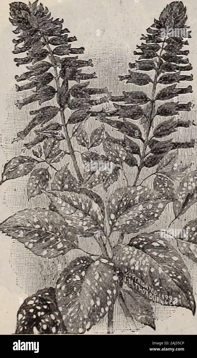 Livingston's seeds : 1902 'true blue' annual . J^eW Salvia Splendens, M MSilVerspot.. 99 The most distinctive feature ofthis grand Xew ^?alvia is its strik-ingly handsome spotted foliage.Leaves are rich, .soft dark green,v. ith light yellowish, or cream-col-ored, spots of various sizes liberal-Iv sprinkled over them, and haveafresh, healthy appearance. Flov.-ers large and bright red. plants ofneat, compact habit. Only about(.5 percent came true from seedla.st sea-son. but we will continueto grow it if less than .50 percentwould come spotted. SEED—Pkt.I5c.; 2 for 25c. PLAHTS-Each,IOC,; 3 for 25 Stock Photo