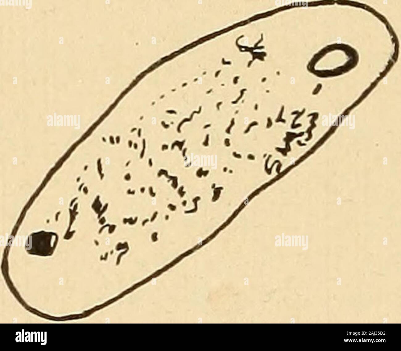 Induced cell-reproduction and cancer Stock Photo - Alamy