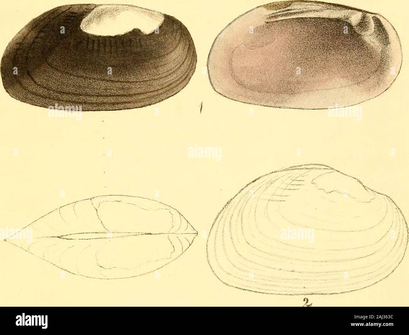 Monography of the family Unionidæ : or, Naiades of Lamarck (fresh water bivalve shells) of North America ... . NIO HETERODON. Plate XLIX.—Fig. 3. DESCRIPTION. Shell rhomboidal-ovate, ventricose, valves thin;ligament margin short, elevated, parallel with thebasal margin; umbonial slope rounded; beaks decor-ticated; basal margin straight in the middle; posteriorextremity rounded or very obtusely angulated, a littleabove the line of the base; within bluish; cardinaltooth in the left valve trilobed; in the right valve,single, elongated, oblique, compressed; lateral teethslightly curved, double in Stock Photo