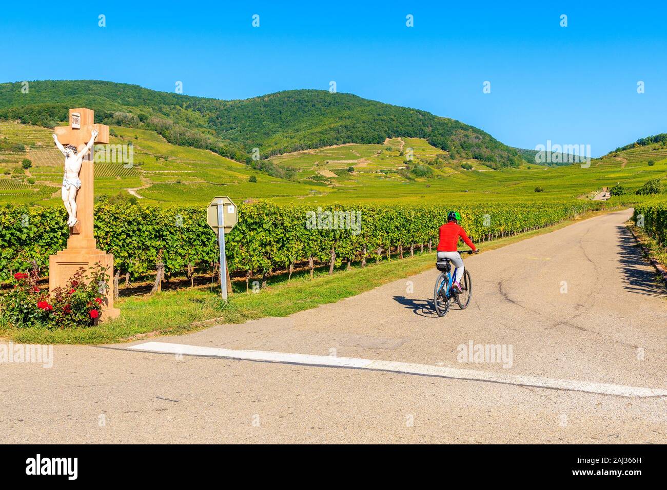 Young woman cycling among vineyards on road near Kientzheim village on Alsatian Wine Route, France Stock Photo