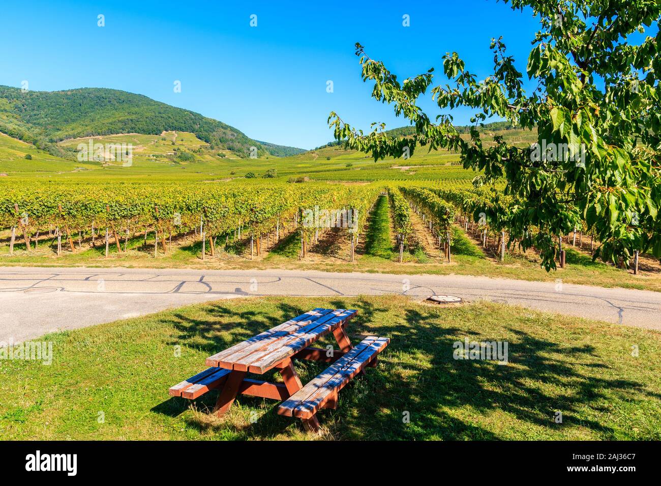 Picnic table under tree shade among vineyards on road near Kientzheim village on Alsatian Wine Route, France Stock Photo