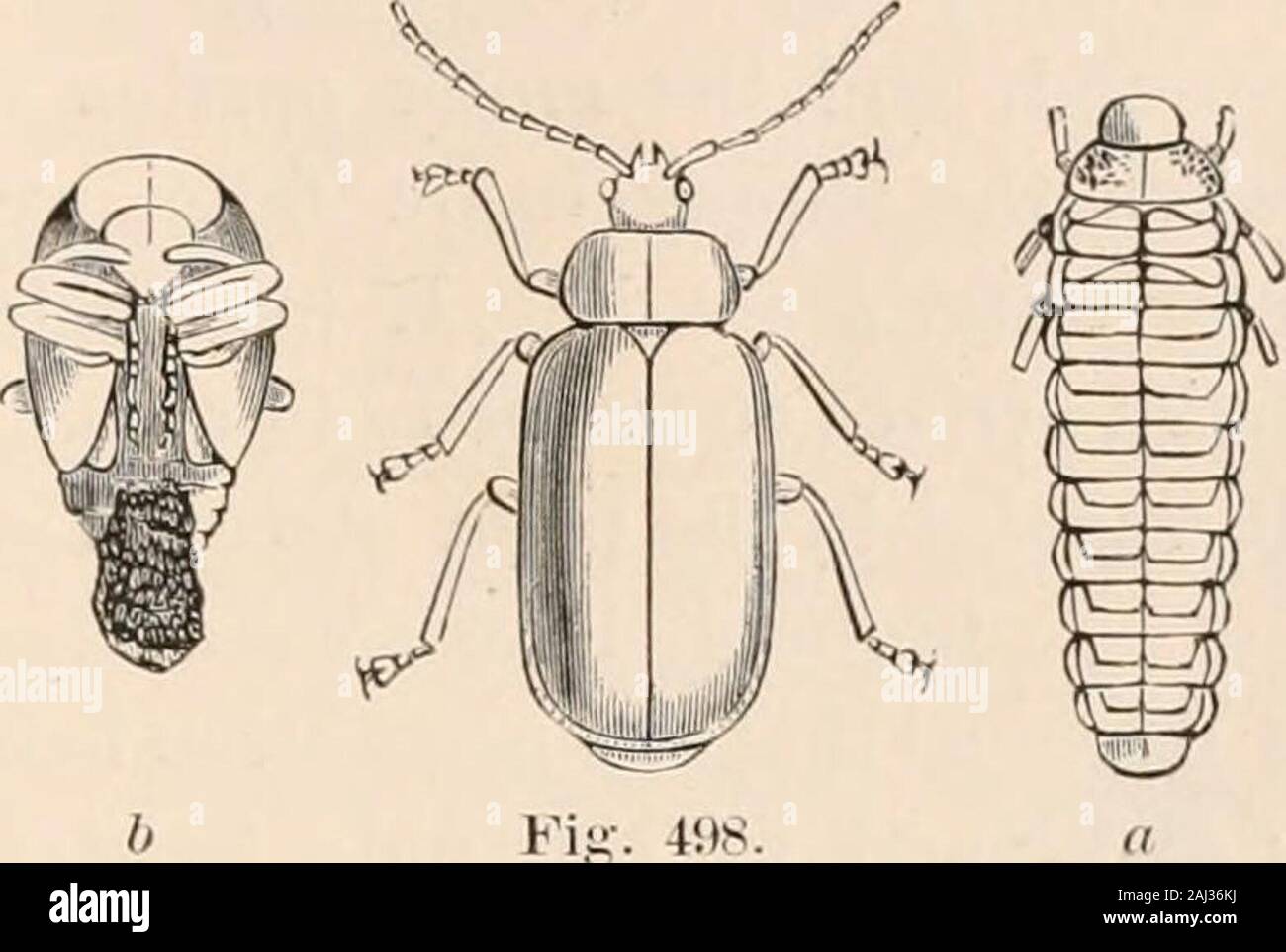 Guide to the study of insects, and a treatise on those injurious and beneficial to crops: for the use of colleges, farm-schools, and agriculturists . r the cuticleand parenchyma above, leaving the lower cuticle untouched.It is of a dirty jellowish white color, with black tuberclesbearing white bristles. Length one-fourth of an inch. (Har-ris Correspondence, p. 267.) We have found Galen«-« marginella Kirby (Fig. 498 ; &lt;f,larva ; &, pupa) in all its stages of growth on Myrica gale,during the middle of August,in Northern Maine. Thelarva is shining black, coria-ceous above, and the bodyis elong Stock Photo