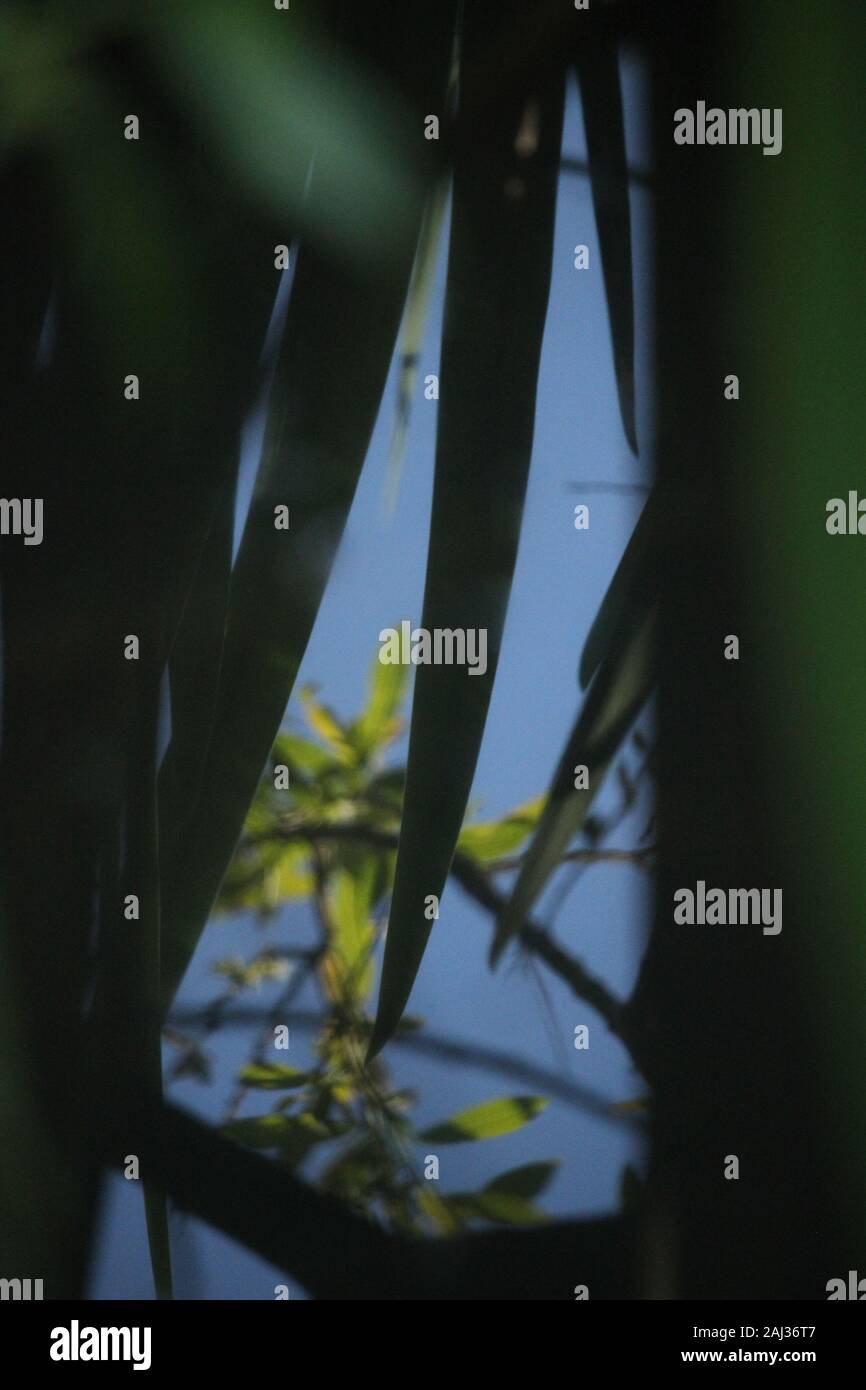 Photograph of an abstract reflection in a pond of plants and summer leaf tree branches illuminated by the sun against the blue sky on a clear day Stock Photo