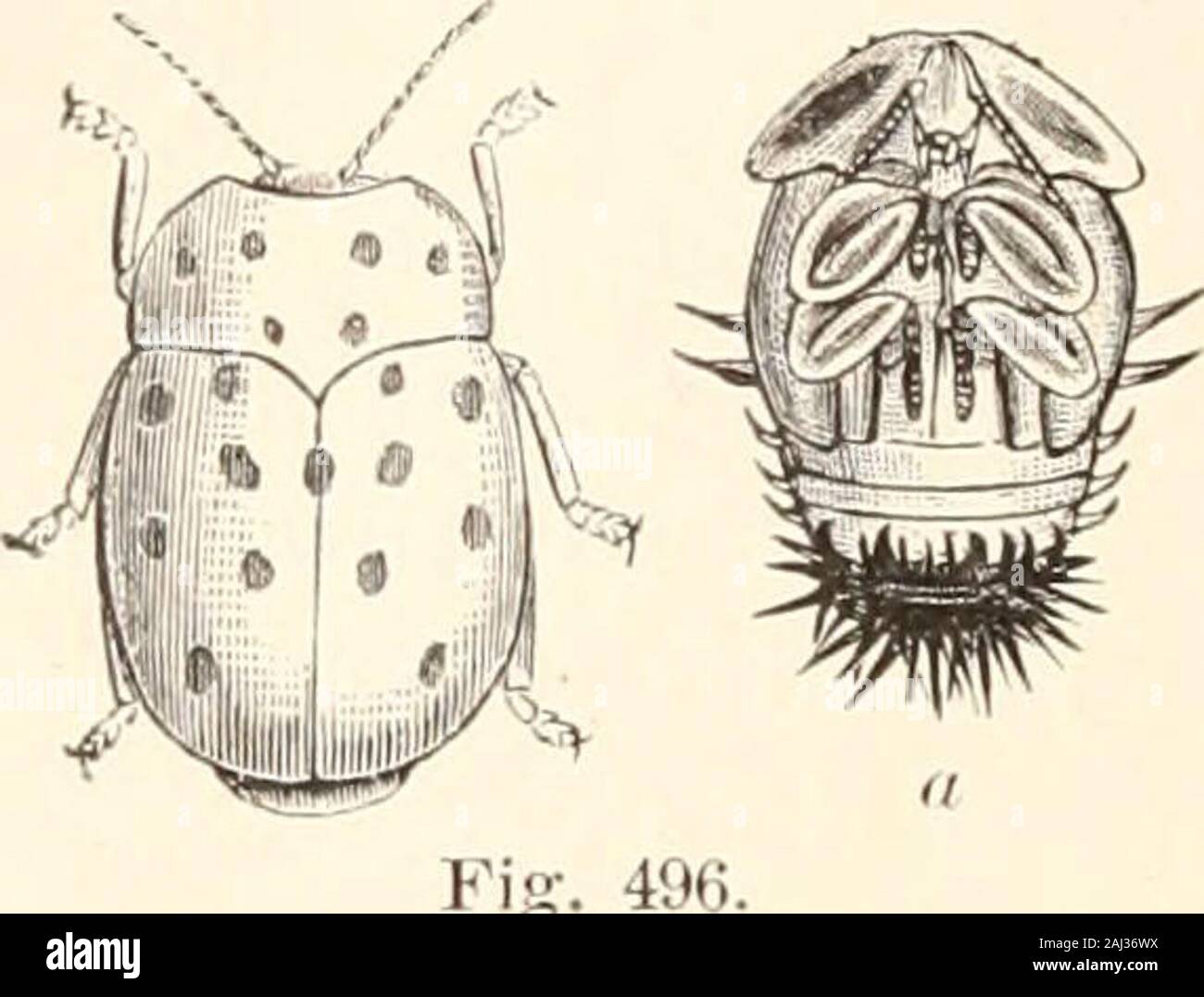 Guide to the study of insects, and a treatise on those injurious and beneficial to crops: for the use of colleges, farm-schools, and agriculturists . COLEOPTERA.. their burrows. Ilisjxt (Uroplata) auttn-alis Fabr. mines theLocust tree, and often proves very destructive in the Middleand Western States. They are flat, the body behind beingbroad and square, and the elytra are generally ridged andfurrowed. Cassida aurichalcea Fabr., the yellow Helmet beetle, is hem-ispherical, flattened, so that the edges of the wings are very thin ; and the larva is broad, oval,flattened, and by means of two spin Stock Photo