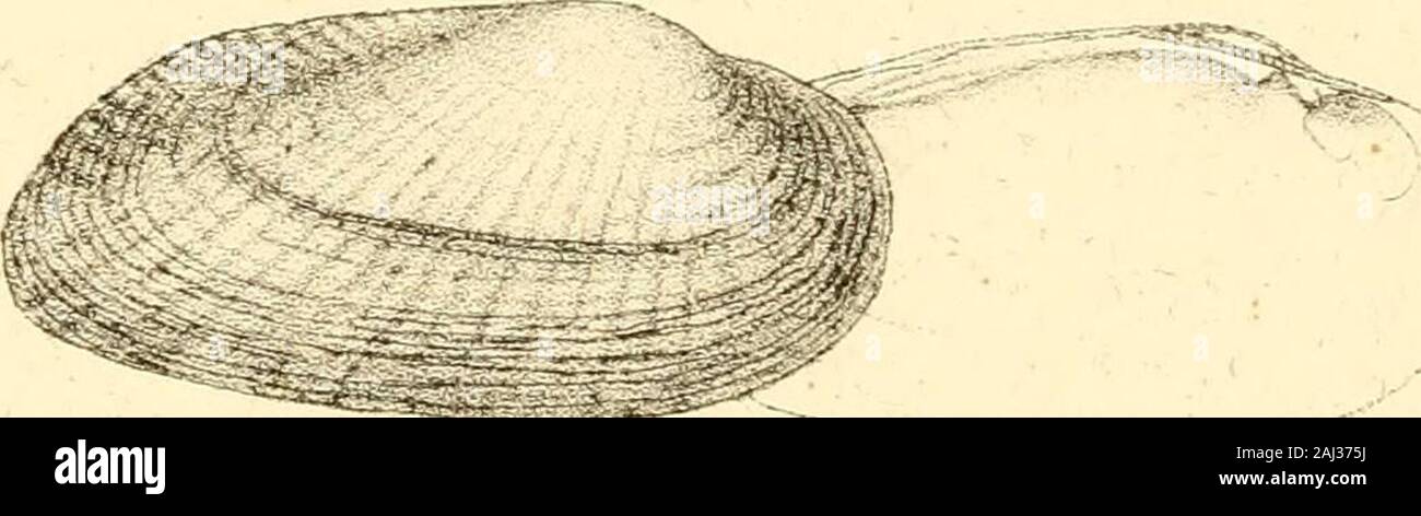 Unionidae Shell Monography of the family Unionidæ : or, Naiades of Lamarck (fresh water ...