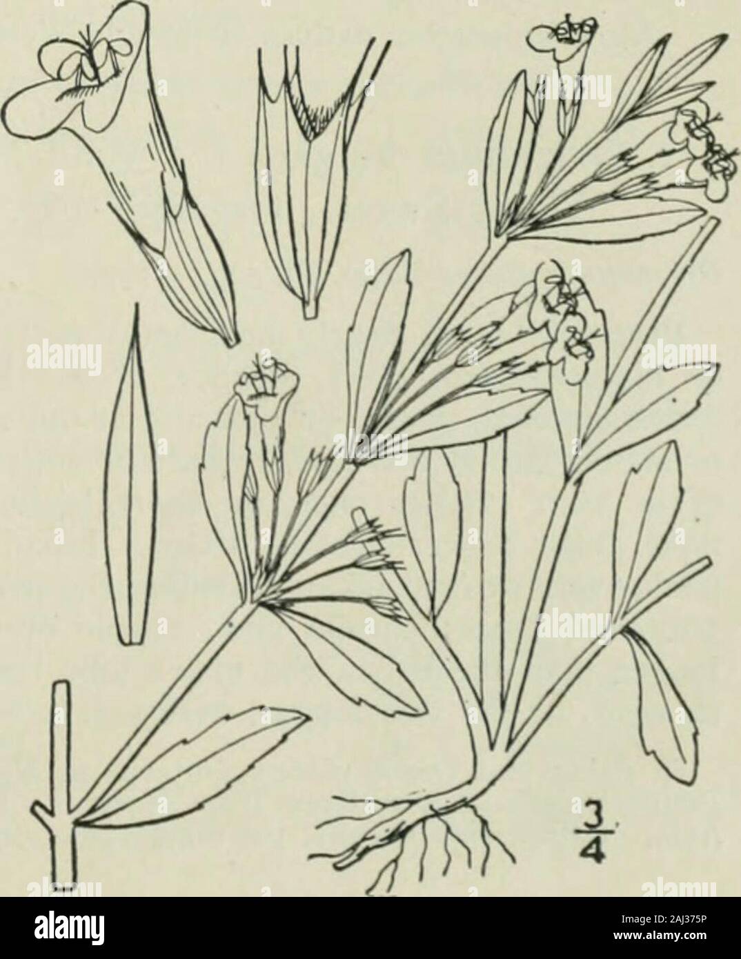 An illustrated flora of the northern United States, Canada and the British possessions : from Newfoundland to the parallel of the southern boundary of Virginia and from the Atlantic Ocean westward to the 102nd meridian . 4 long. On rocks and banks. Ontario to western NewYork, Illinois, Minnesota, Missouri, Arkansas andTexas. May-Aug. 5. Clinopodium glabellum (Michx.)Kuntze. Slender Calamint or Beds-foot. Fig. 3656. Cnnila glabella Michx. Fl. Bor. Am. i: 13. 1803.Calamintha glabella Benth. in DC. Prodr. 12 : 230. 1848.Clin, glabellum Kuntze, Rev. Gen. PI. 515. 1891. Perennial, stoloniferous, gl Stock Photo