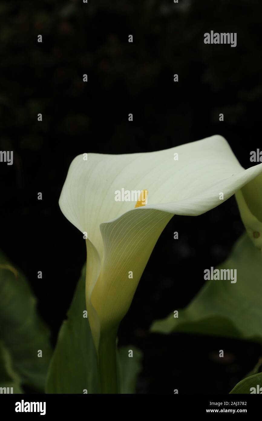 White Calla lily (Zantedeschia aethiopica) photographed in the Botanical gardens in St Andrews against a dark background Stock Photo