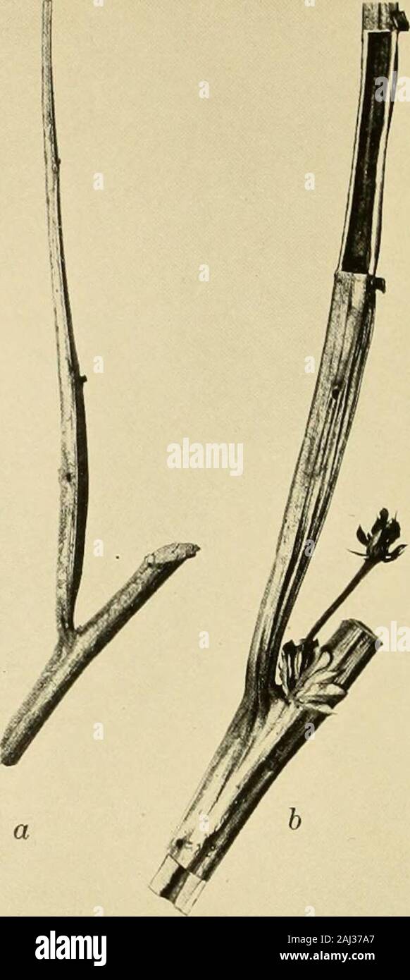 A study of some social beetles in British Guiana and of their relations to the ant-plant Tachigalia . FIG. 4. BRANCH OF AN ADULT (SUNi TACIUiiALlA The leaflets have been removed from two of the petioles. Photograph by John Tee-Van.. FIG. 5. BASES OF LEAF-PETIOLE OF TACHIOALIA SP. of young, shade tree; b, of large, sun tree, both nearly Y2 natural sizethe older petiole and adjacent trunk have been cut out to showinhabited by PseudLminnxi- 1921] Wheeler: Some Social Beetles 45 of the cavity and especially in the rays of nutritive parenchyma.That the very exuberant neotropical fauna comprises a c Stock Photo